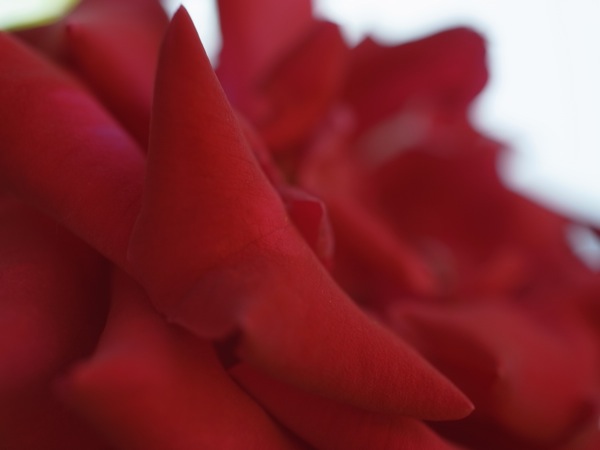 f:id:elmikamino:20110712103009j:image