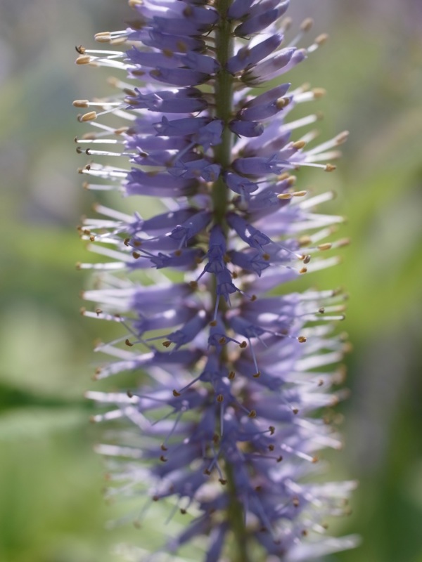 f:id:elmikamino:20110712103339j:image