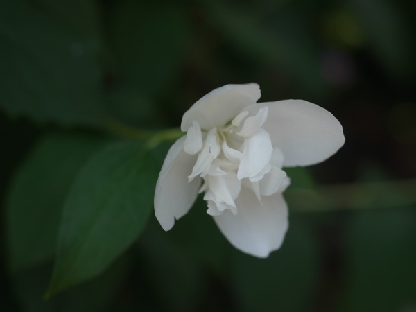 f:id:elmikamino:20110712103456j:image