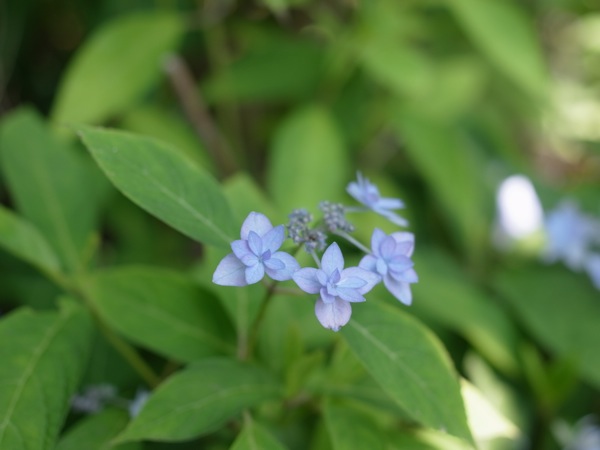 f:id:elmikamino:20110712103715j:image