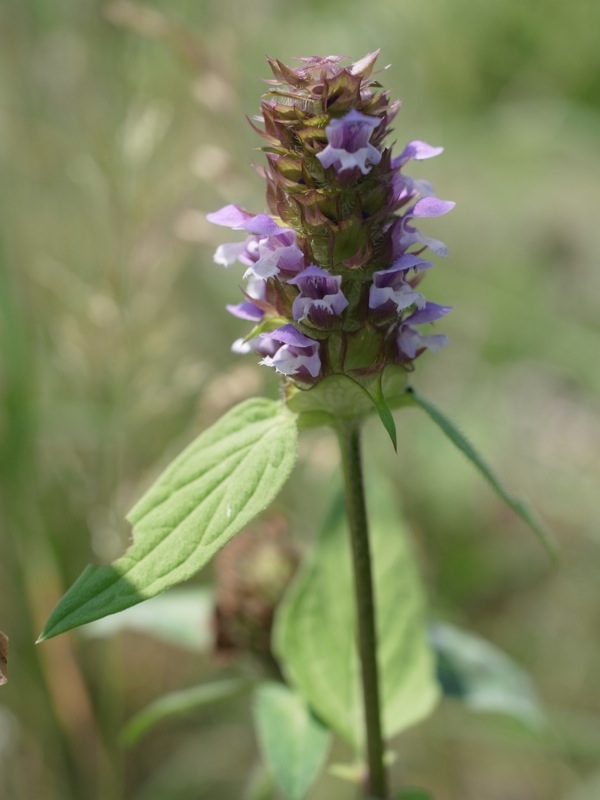 f:id:elmikamino:20110712105235j:image