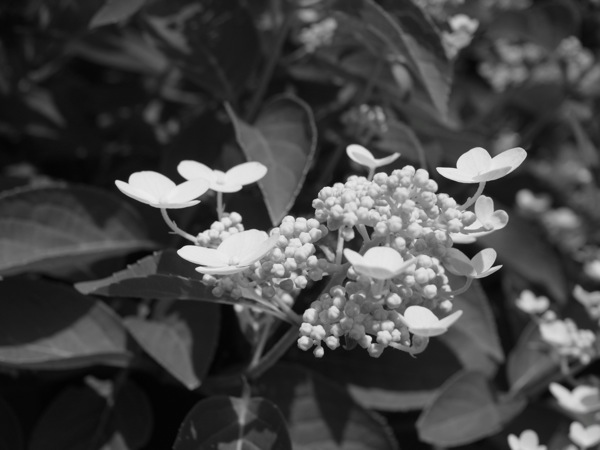 f:id:elmikamino:20110712105930j:image