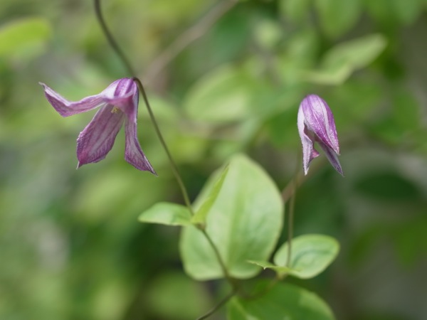 f:id:elmikamino:20110712110139j:image