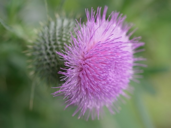 f:id:elmikamino:20110715090542j:image