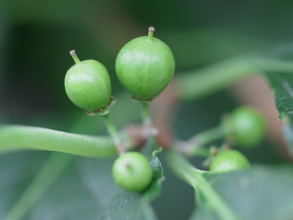 f:id:elmikamino:20110715090753j:image