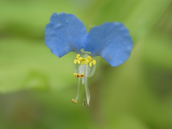 f:id:elmikamino:20110715091213j:image