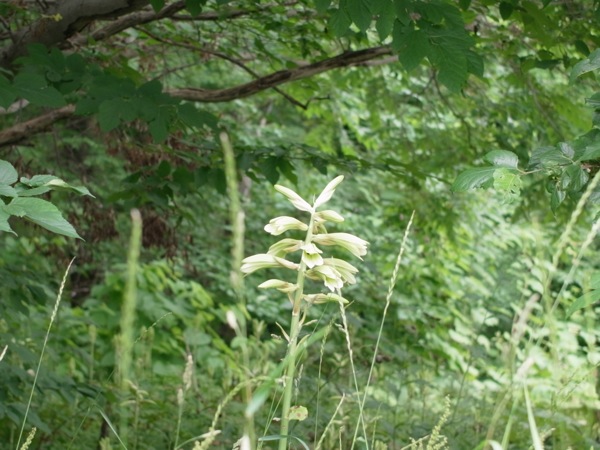 f:id:elmikamino:20110715091915j:image