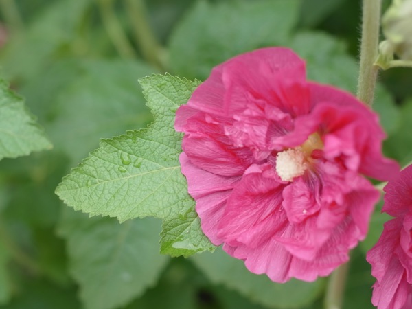 f:id:elmikamino:20110715092037j:image