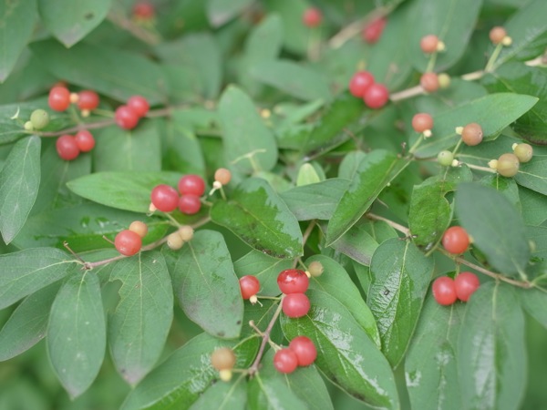 f:id:elmikamino:20110715092803j:image