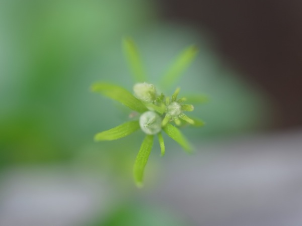 f:id:elmikamino:20110715093055j:image