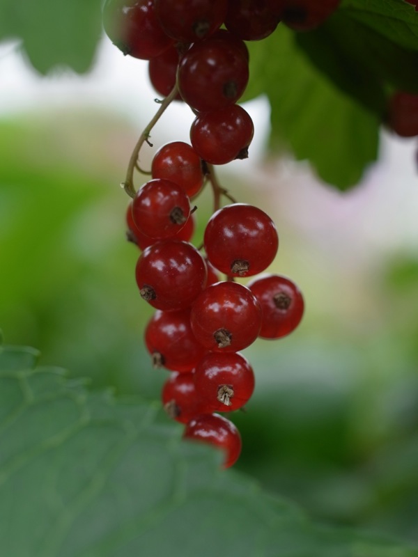 f:id:elmikamino:20110715093205j:image