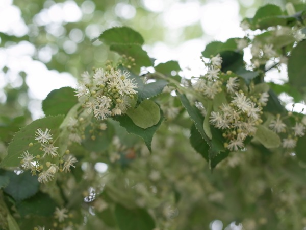 f:id:elmikamino:20110715093335j:image