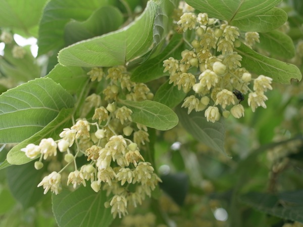 f:id:elmikamino:20110715093543j:image