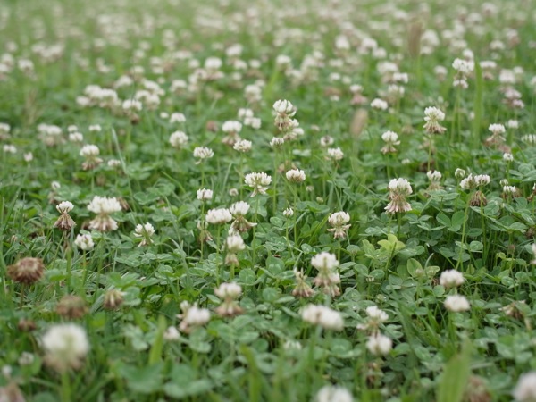 f:id:elmikamino:20110715094312j:image