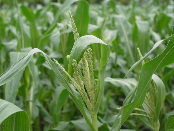 f:id:elmikamino:20110715094505j:image