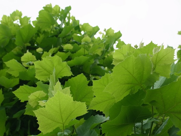 f:id:elmikamino:20110715094714j:image