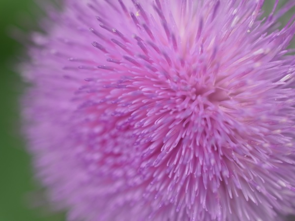 f:id:elmikamino:20110715095201j:image