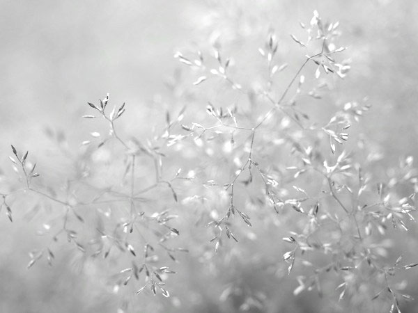 f:id:elmikamino:20110716104033j:image