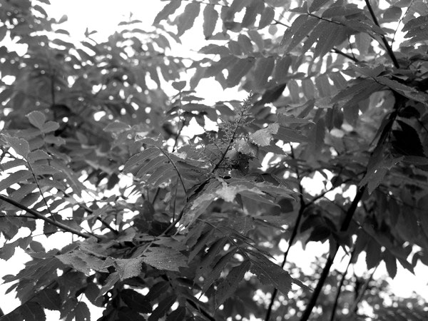 f:id:elmikamino:20110716105116j:image