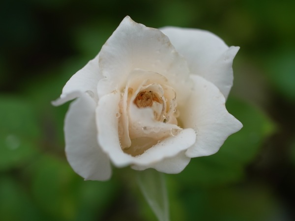 f:id:elmikamino:20110716105207j:image