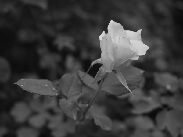 f:id:elmikamino:20110716105229j:image