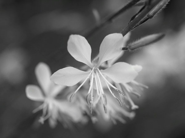 f:id:elmikamino:20110716105334j:image