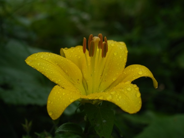 f:id:elmikamino:20110716105433j:image
