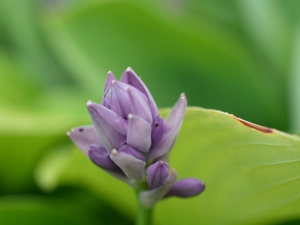 f:id:elmikamino:20110716105537j:image