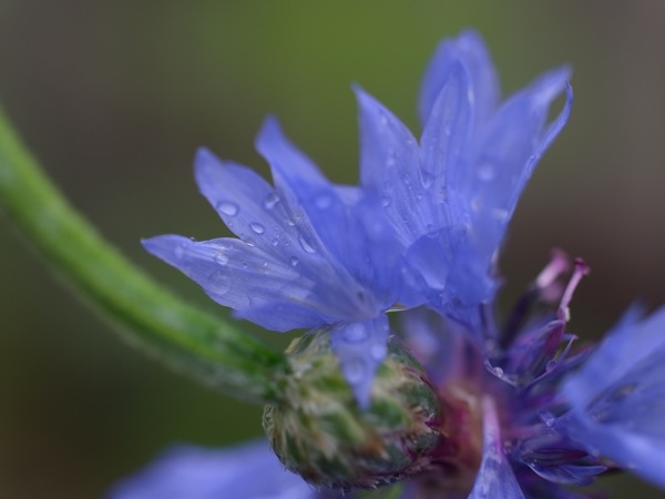 f:id:elmikamino:20110716113408j:image