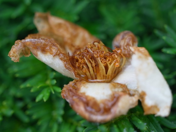 f:id:elmikamino:20110716113749j:image