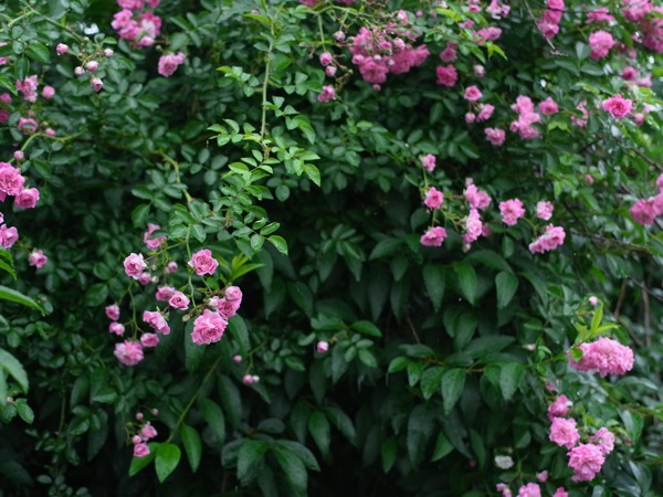 f:id:elmikamino:20110716113932j:image