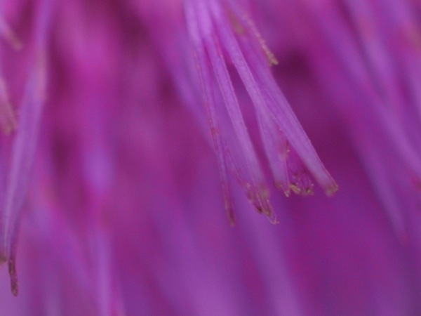 f:id:elmikamino:20110717094715j:image