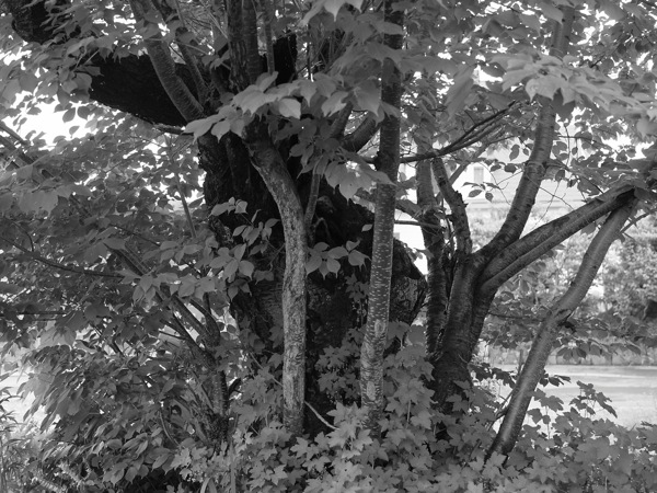 f:id:elmikamino:20110717094942j:image