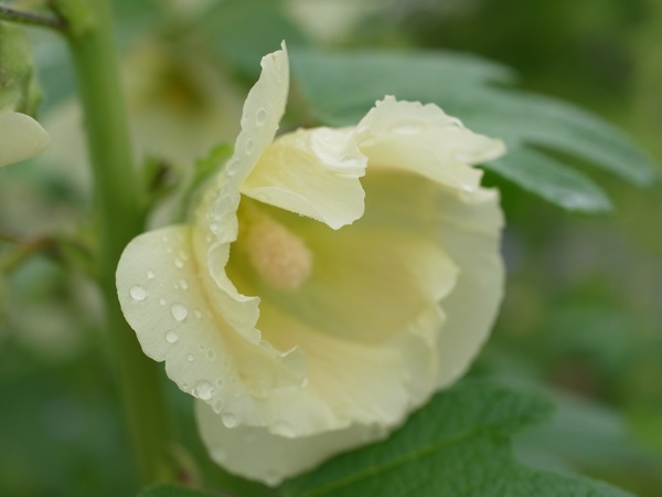 f:id:elmikamino:20110717095130j:image