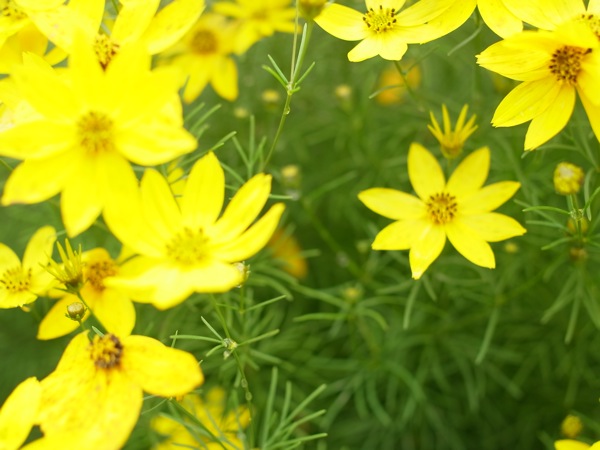 f:id:elmikamino:20110717095255j:image