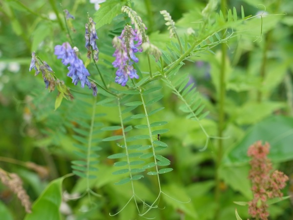 f:id:elmikamino:20110717095444j:image