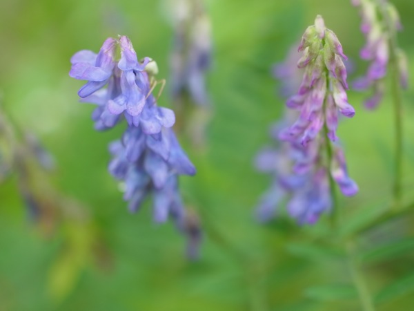 f:id:elmikamino:20110717095453j:image