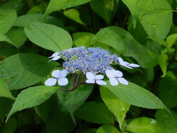 f:id:elmikamino:20110717100527j:image