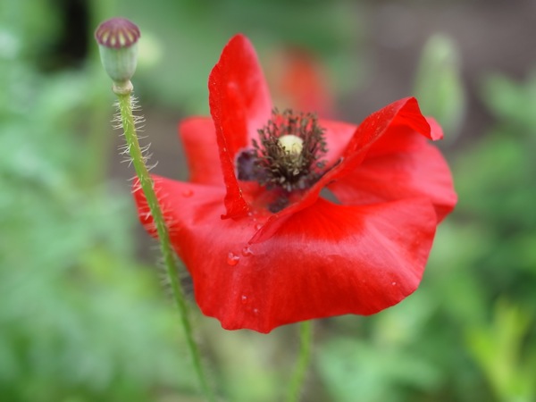 f:id:elmikamino:20110717100837j:image