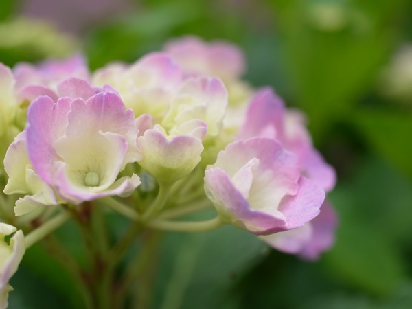 f:id:elmikamino:20110717100919j:image