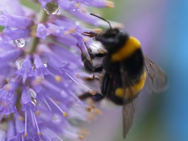 f:id:elmikamino:20110717101306j:image