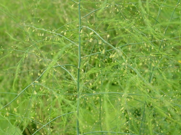 f:id:elmikamino:20110717101455j:image