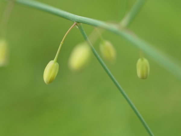 f:id:elmikamino:20110717101521j:image