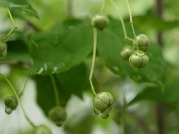 f:id:elmikamino:20110717102627j:image