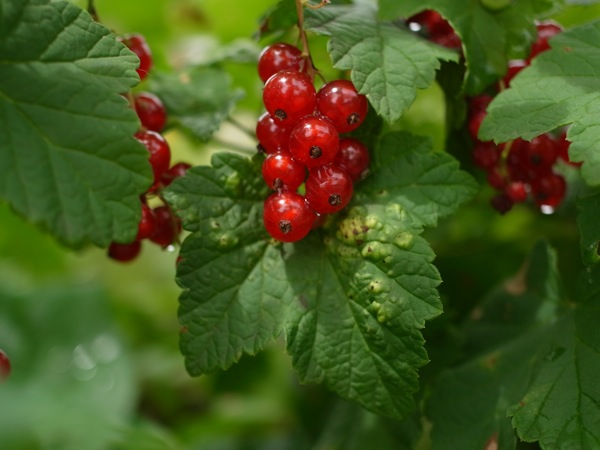 f:id:elmikamino:20110717103912j:image