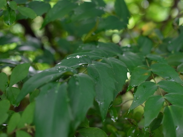 f:id:elmikamino:20110717105348j:image