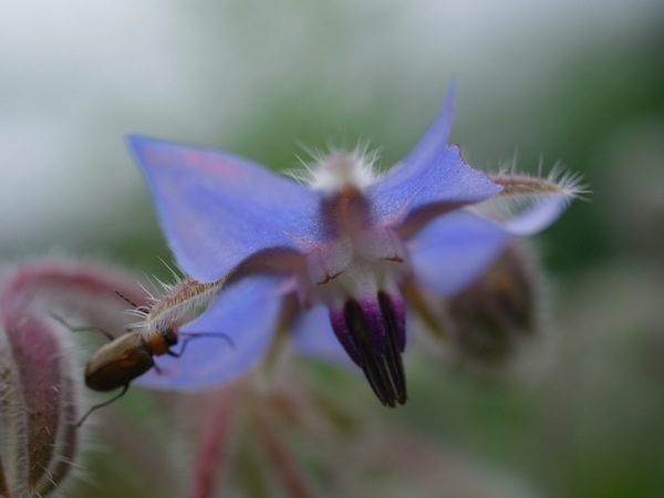 f:id:elmikamino:20110718112203j:image