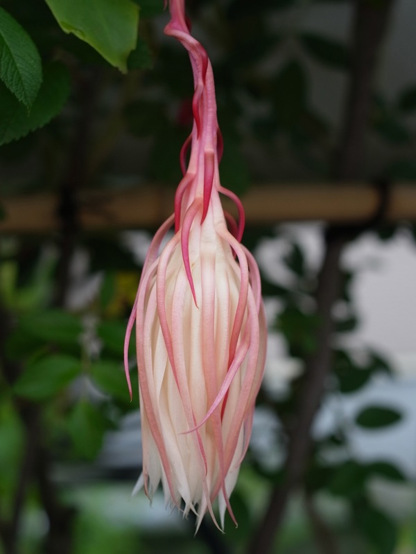 f:id:elmikamino:20110718113105j:image
