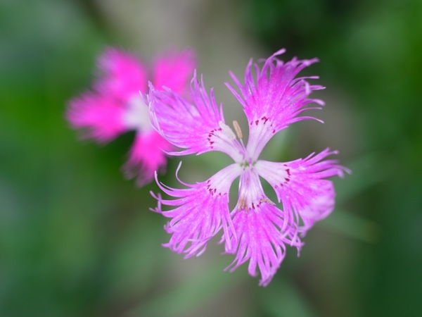 f:id:elmikamino:20110718113746j:image