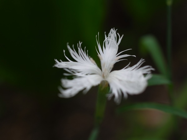 f:id:elmikamino:20110718113751j:image